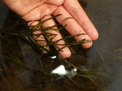 Potamogeton foliosus