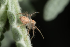 Oxyopes variabilis