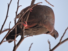 Patagioenas araucana