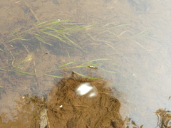 Potamogeton foliosus