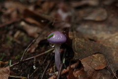 Cortinarius iodeoides