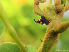 Enchophyllum quinquemaculatum