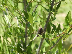 Diceroprocta eugraphica