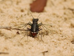 Cicindela abdominalis