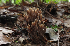 Thelephora anthocephala
