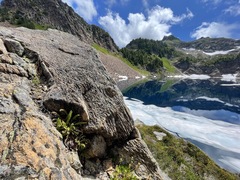 Polystichum kruckebergii