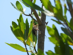Diceroprocta eugraphica