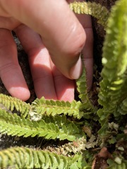 Polystichum kruckebergii