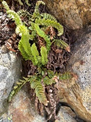 Polystichum kruckebergii
