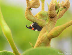 Enchophyllum quinquemaculatum