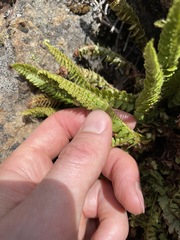 Polystichum kruckebergii