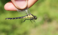 Hylogomphus adelphus