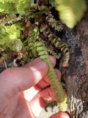 Polystichum kruckebergii