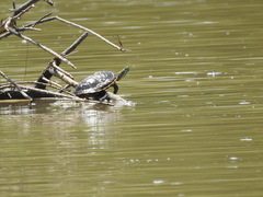 Trachemys hartwegi