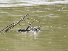 Trachemys hartwegi