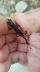 Plethodon ouachitae