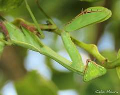 Stagmatoptera biocellata