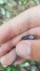 Plethodon ouachitae