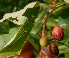 Contarinia virginianiae
