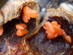 Contarinia virginianiae