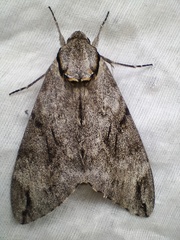 Psilogramma discistriga