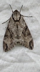 Psilogramma discistriga