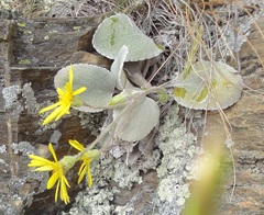 Brachyglottis haastii