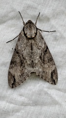 Psilogramma discistriga