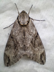 Psilogramma discistriga