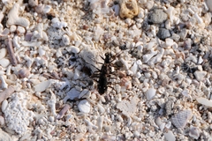 Microthylax sinaloae