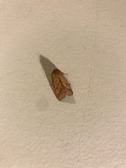 Pyrrhia
