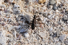 Microthylax sinaloae