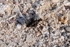 Microthylax sinaloae