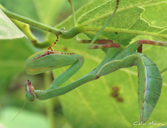 Stagmatoptera biocellata