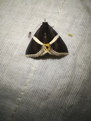 Fodina pallula