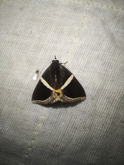 Fodina pallula