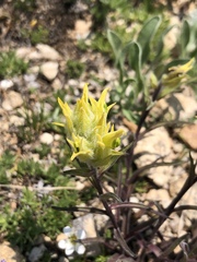 Castilleja puberula