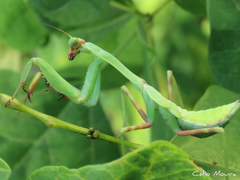 Stagmatoptera biocellata