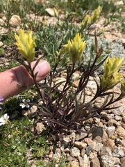 Castilleja puberula
