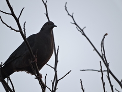 Patagioenas araucana