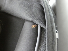 Philodromus rufus pacificus