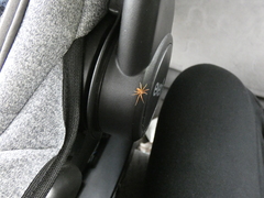 Philodromus rufus pacificus