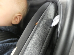 Philodromus rufus pacificus