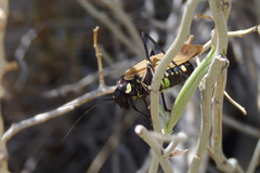 Scaphura elegans