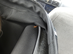 Philodromus rufus pacificus