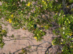 Eupompha fissiceps