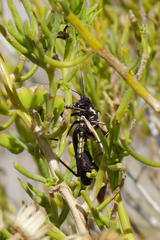Scaphura elegans