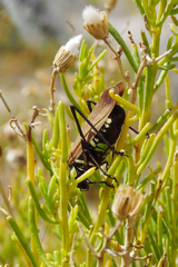 Scaphura elegans