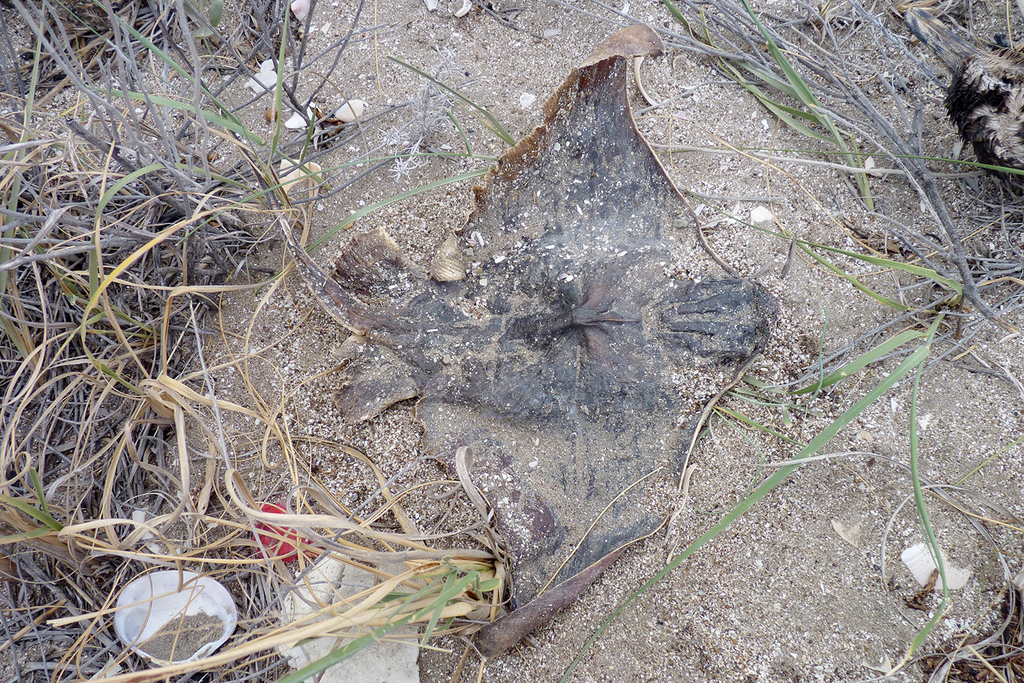 Rockfish (Myliobatis goodei) — Myliobatidae