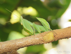 Photiomantis planicephala